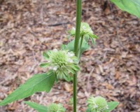 hyptis alata 8-10b.jpg